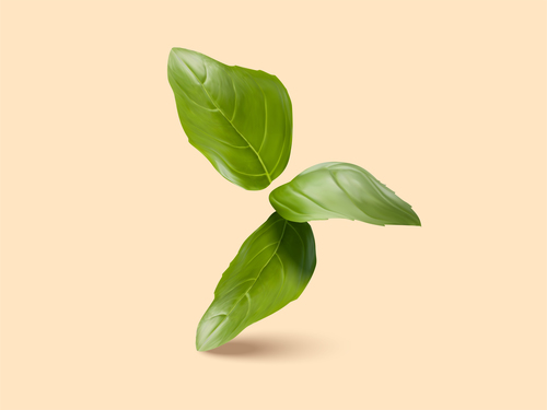 500x375 Field Mint Leaf Vector Free Download