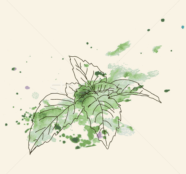 600x559 Hand Drawn Vintage Illustration Of Mint Leaf Vector Illustration