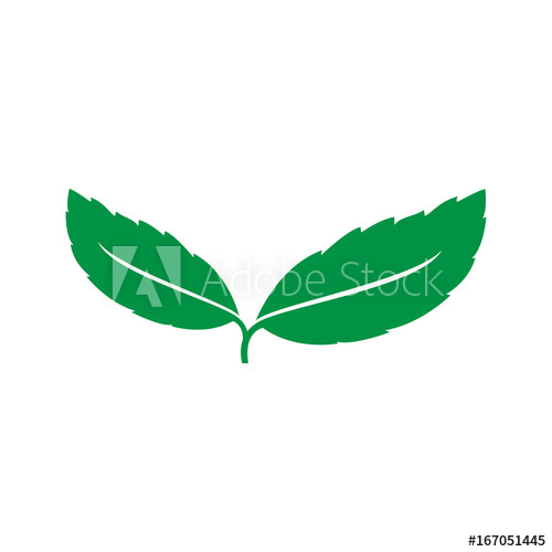 500x500 Mint Leaf Vector