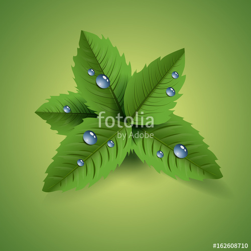 500x500 Fresh Mint Leaf Vector Eps 10 Design Stock Image And Royalty Free