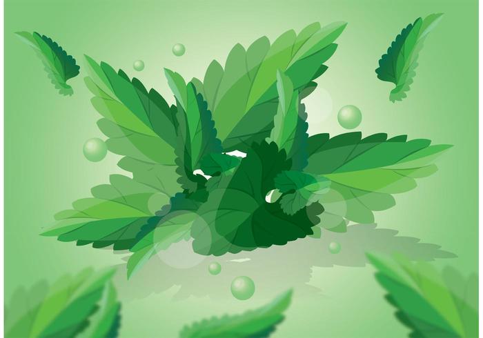 700x490 Green Mint Leaves Vector