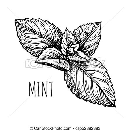 450x451 Ink Sketch Of Mint. Isolated On White Background. Hand Drawn