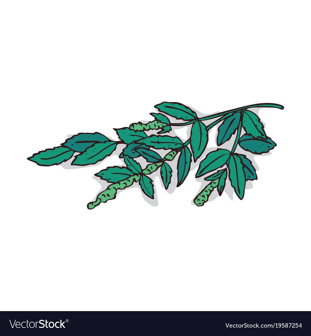 1000x1080 Isolated Clipart Mint Vector 19587254 7