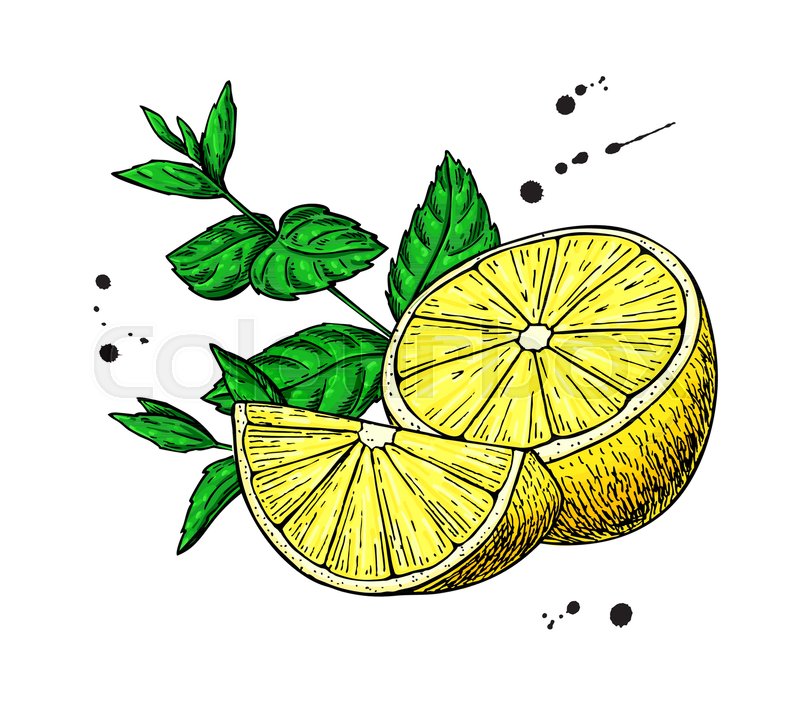 800x721 Lemons And Mint Vector Drawing. Hand Drawn Sliced Fruit Piece And