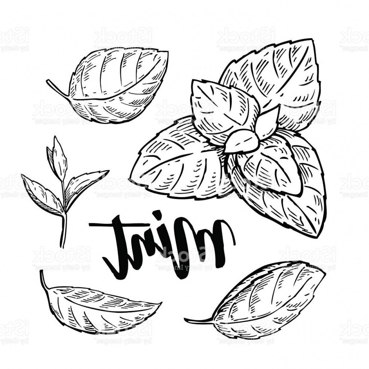 1228x1228 Mint Vector Drawing Set Isolated Mint Plant And Leaves Herbal Gm