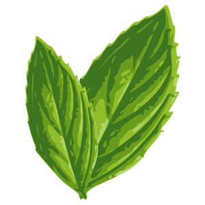 300x300 Mint Clipart Vector