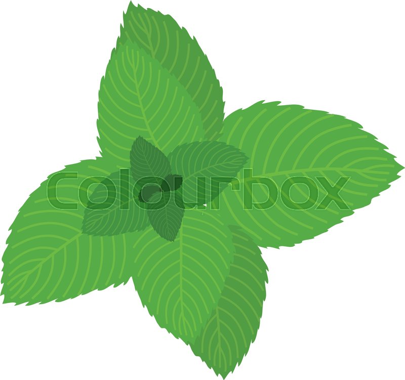 800x751 Mint Icon. Cartoon Illustration Of Mint Vector Icon For Web