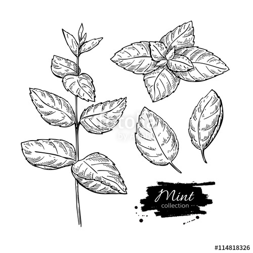 500x500 Mint Vector Drawing Set. Isolated Mint Plant And Leaves. Herbal