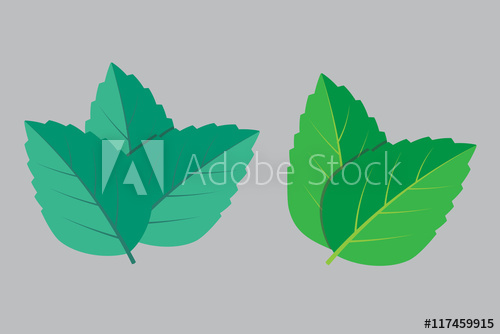 500x334 Mint Vector Illustration Set Eps 10