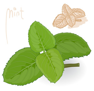 300x292 Mint Royalty Free Vectors