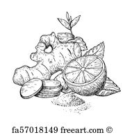 180x195 Free Art Print Of Lemon, Ginger And Mint Vector Drawing. Root