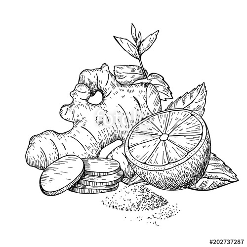 500x500 Ginger, Lemon And Mint Vector Drawing. Root, Hearb Leaf And Frui