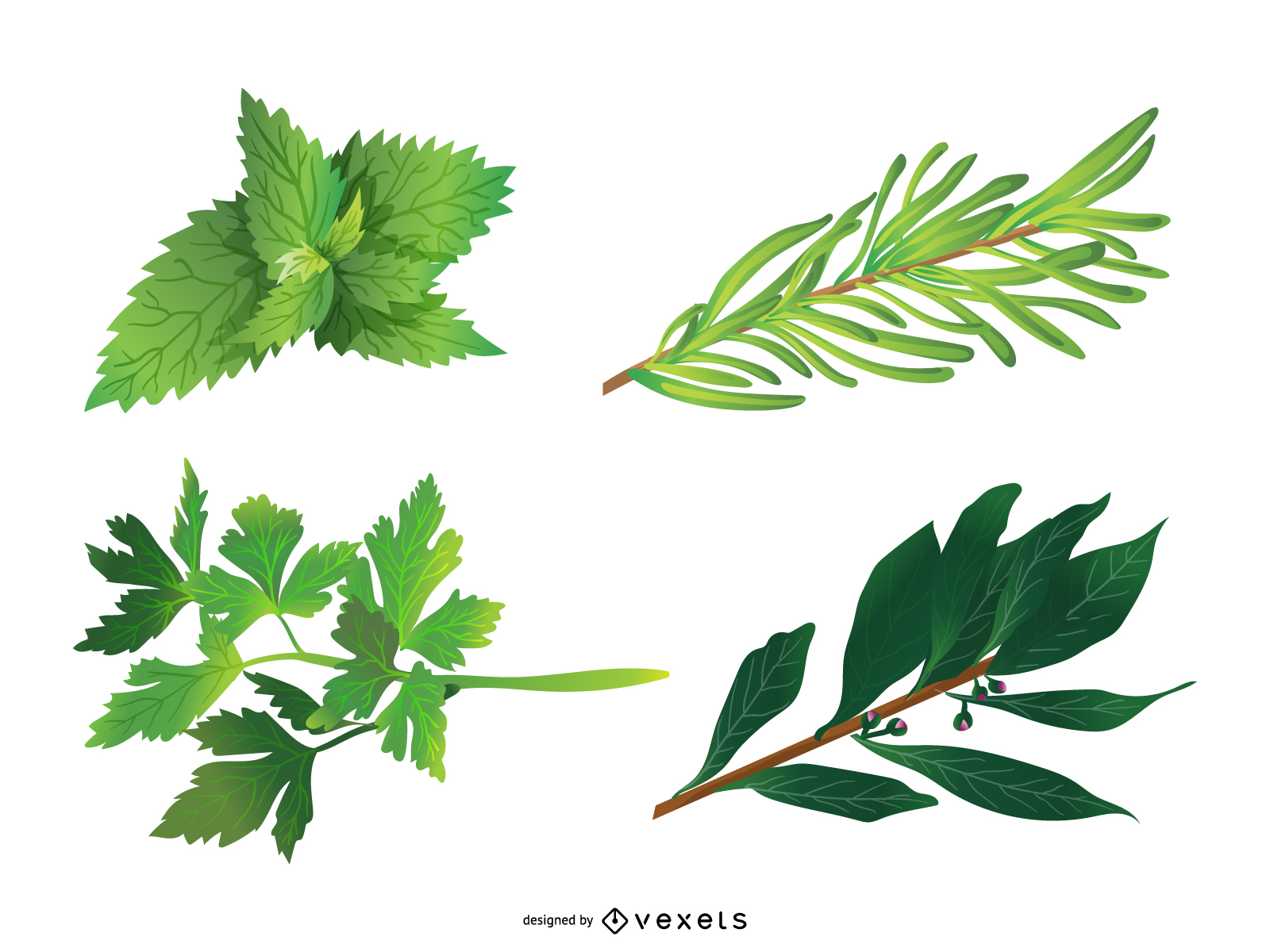 1600x1200 Herbal Vector Graphics To Download