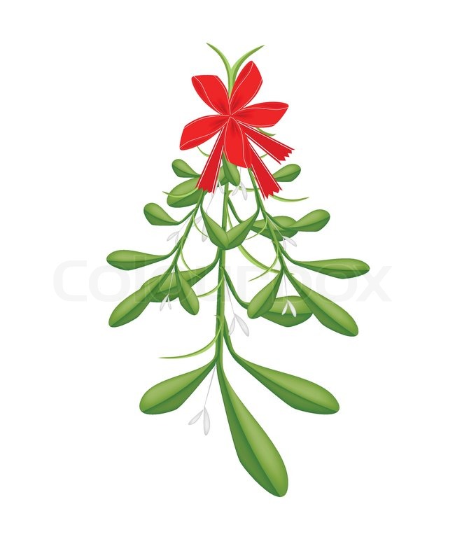 650x800 Mistletoe Bunch Or Viscum Album With A Christmas Red Ribbon For