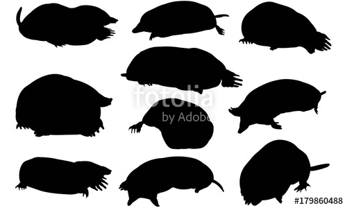 500x300 Mole Silhouette Vector Graphics Stock Image And Royalty Free