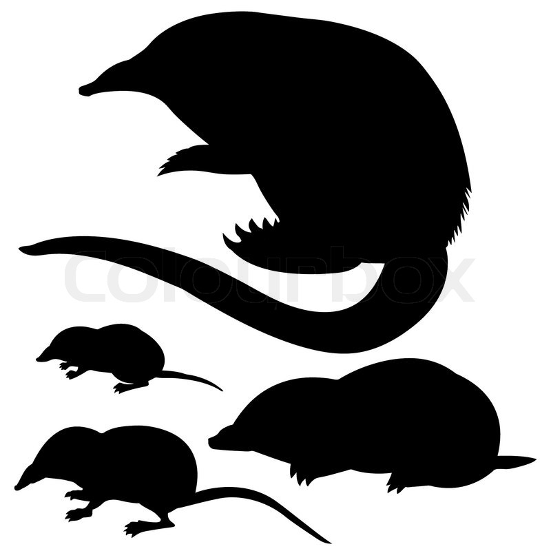 800x800 Silhouette Of The Mole, Mouse And Desmans On White Background