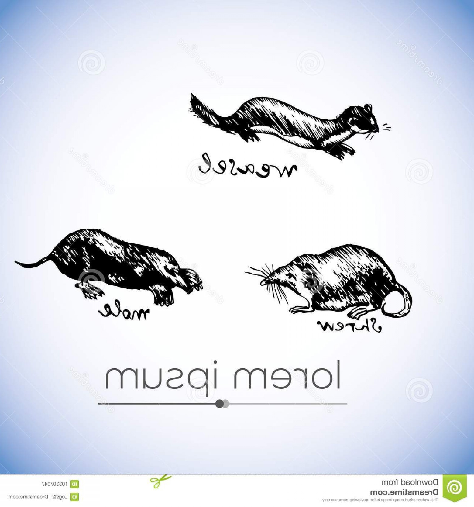 1560x1668 Weasel Shrew Mole Vector Hand Drawn Illustration Weasel Shrew Mole
