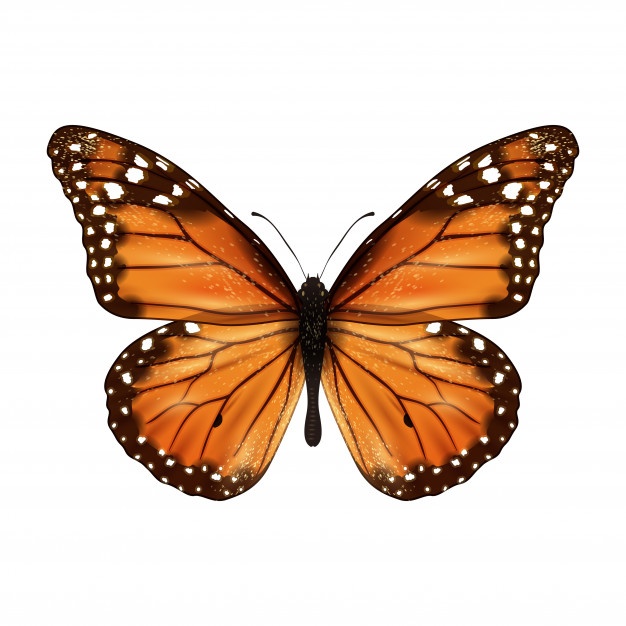 Monarch Butterfly Vector at GetDrawings | Free download