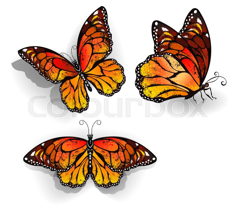 800x702 Set Of Orange, Realistic, Isolated Monarch Butterflies On A White