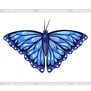 300x300 Blue Monarch Butterfly