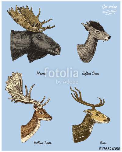 400x500 Moose Or Eurasian Elk, Tufted Deer, Roe Or Doe, Axis Vector Hand