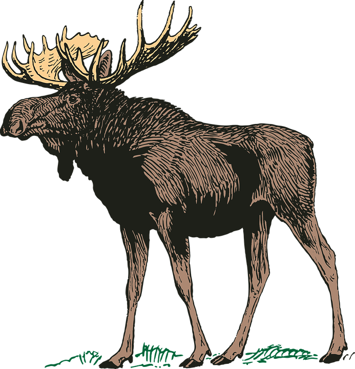 693x720 Collection Of Free Moose Vector Mascot. Download On Ubisafe