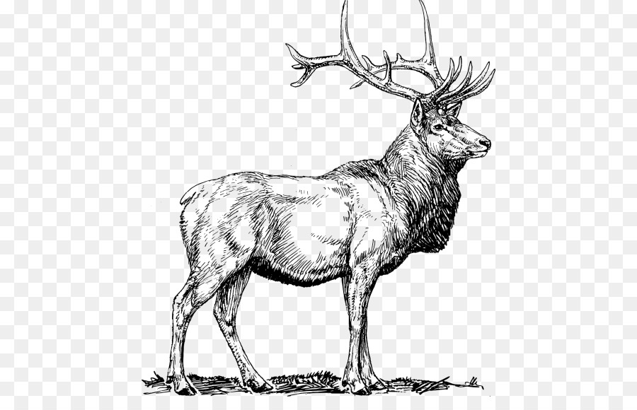 900x580 Elk Deer Moose Vector Graphics Clip Art