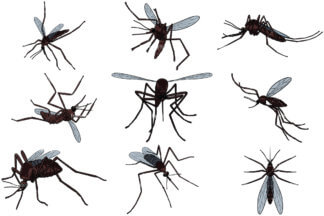 324x216 Killed Mosquito Cartoon Vector Clipart