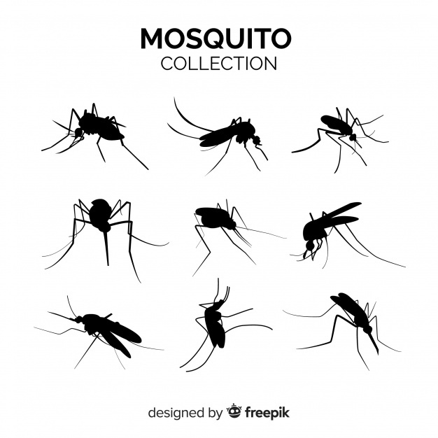 626x626 Mosquito Vectors, Photos And Psd Files Free Download