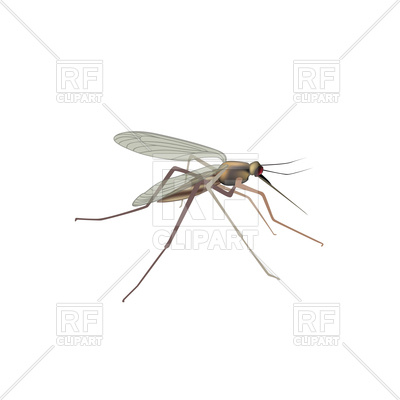 400x400 Mosquito Isolated Vector Image Vector Artwork Of Plants And