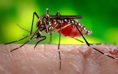 448x282 Mosquito Vector Of Disease