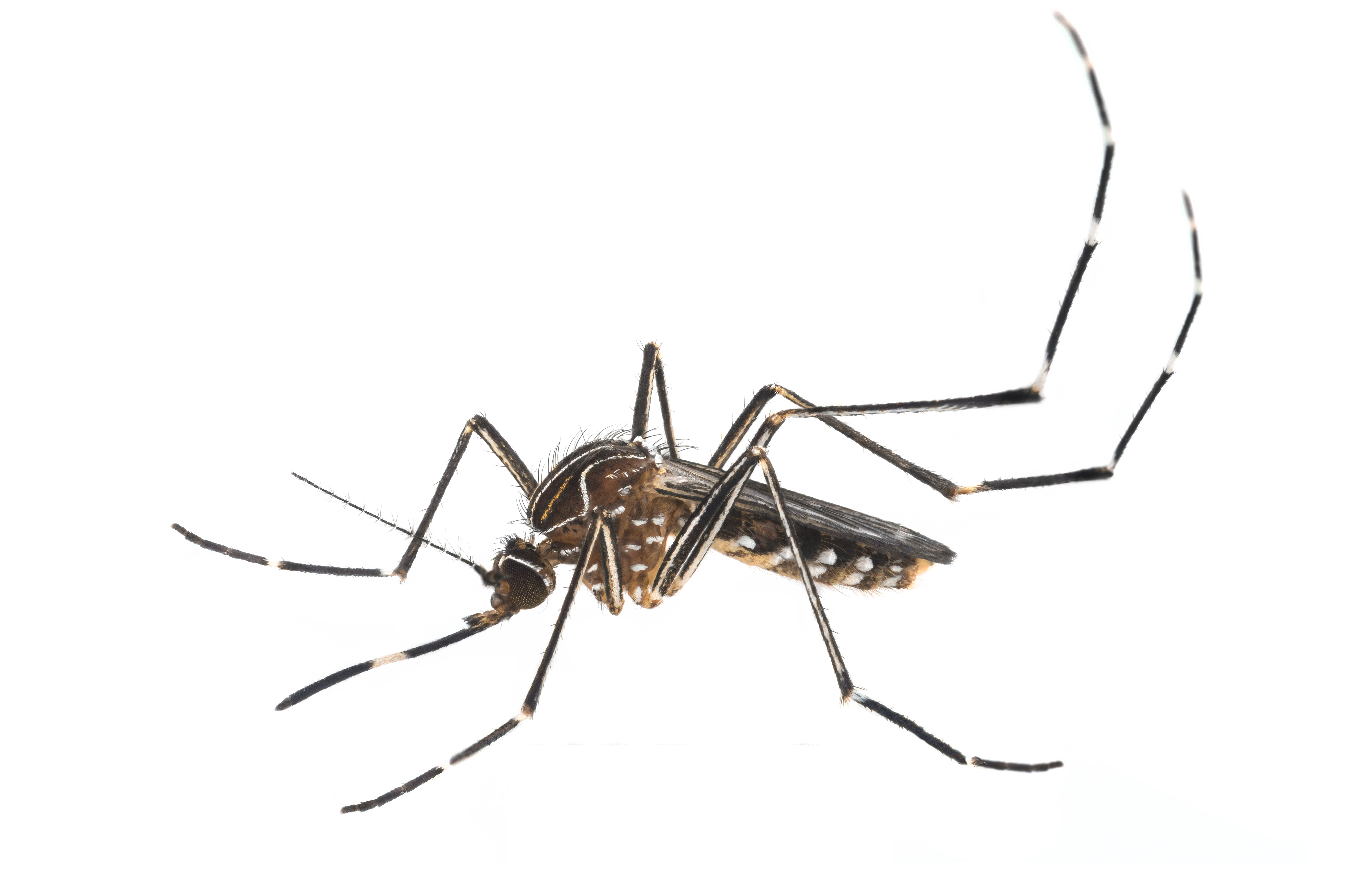 5433x3606 Orange County Mosquito And Vector Control District