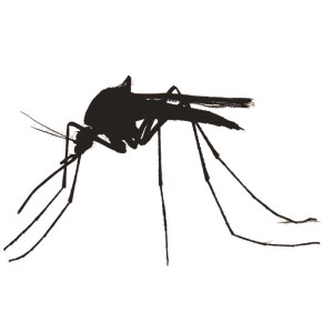 300x281 Upcoming Events Mosquitoes Ecology, Disease Vectors, And