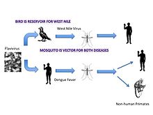 220x165 Vector (Epidemiology)