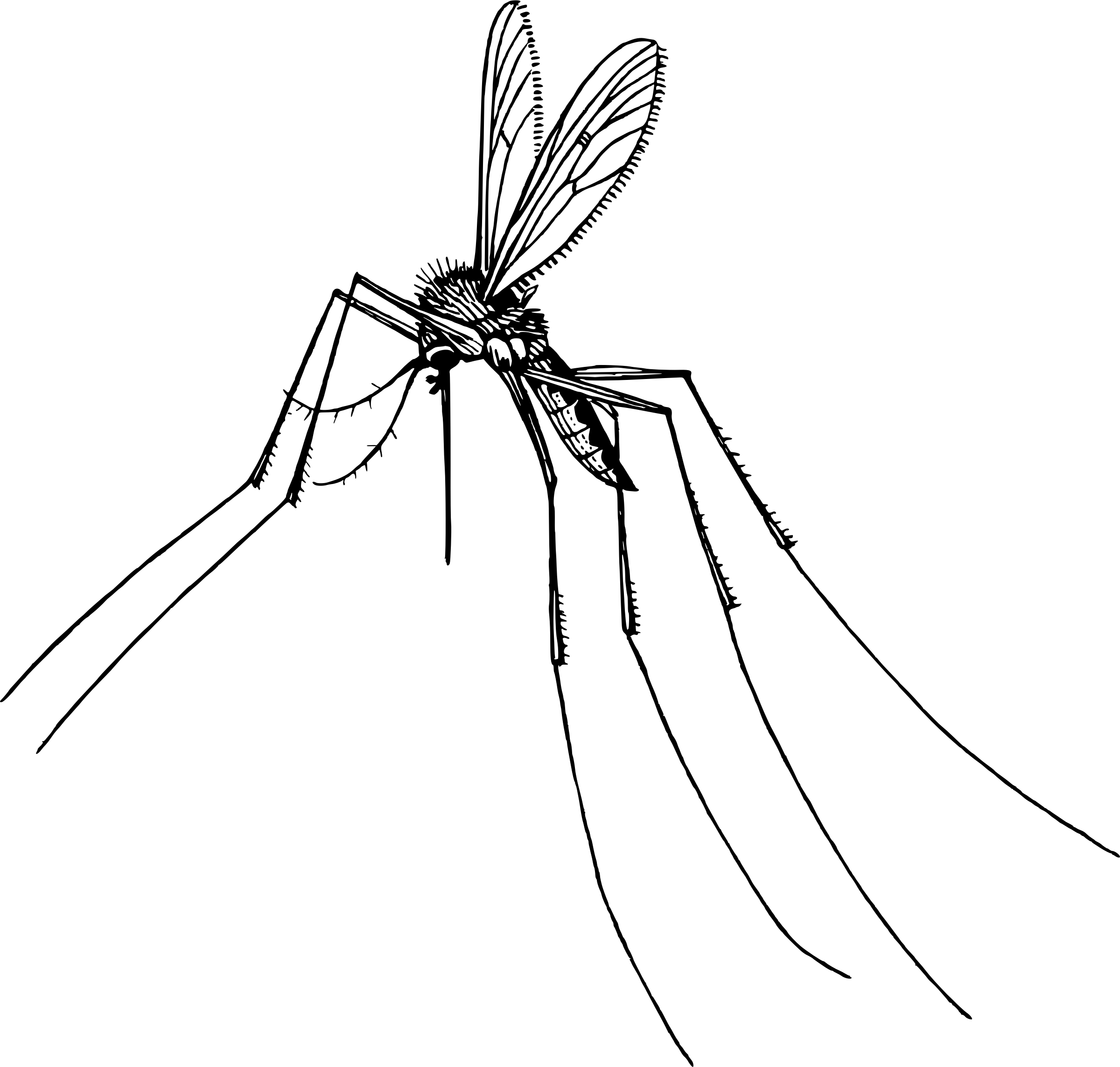 2400x2286 Gnat Mosquito Vector Clipart Image