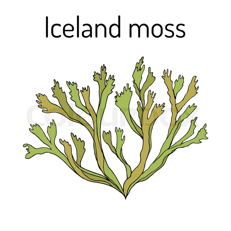 800x800 Iceland Moss Cetraria Islandica , Medicinal Plant. Hand Drawn