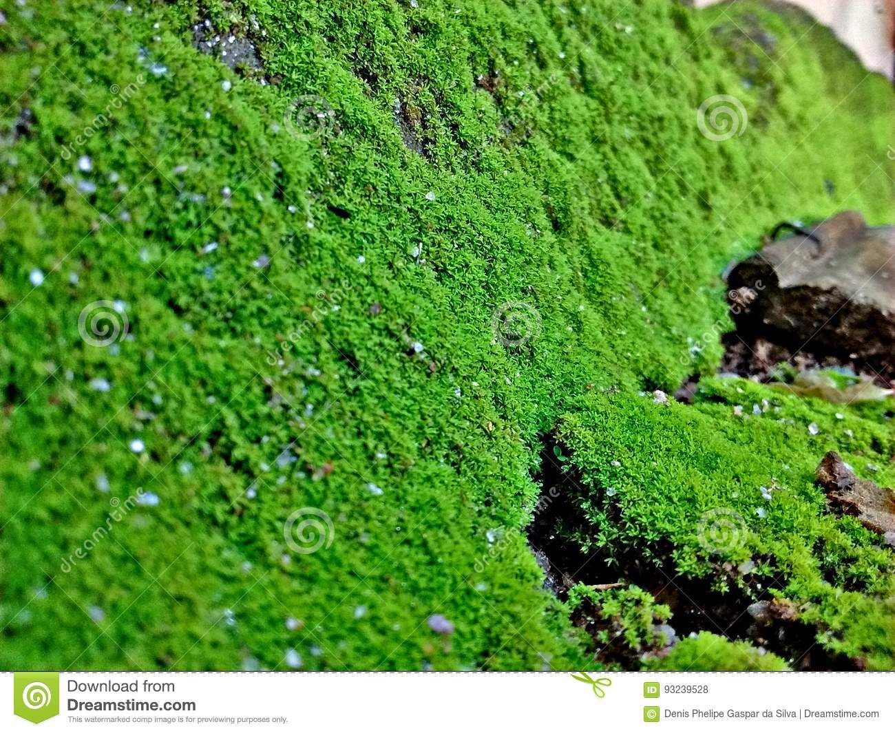 1300x1065 Moss