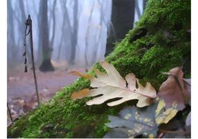 286x200 Moss Free Vector Art