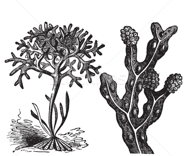 600x499 Moss Stock Vectors, Illustrations And Cliparts Stockfresh