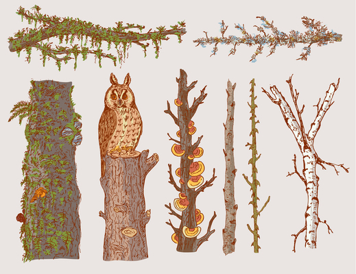 519x400 Moss On Curated Vector Illustrations, Stock Royalty Free Images