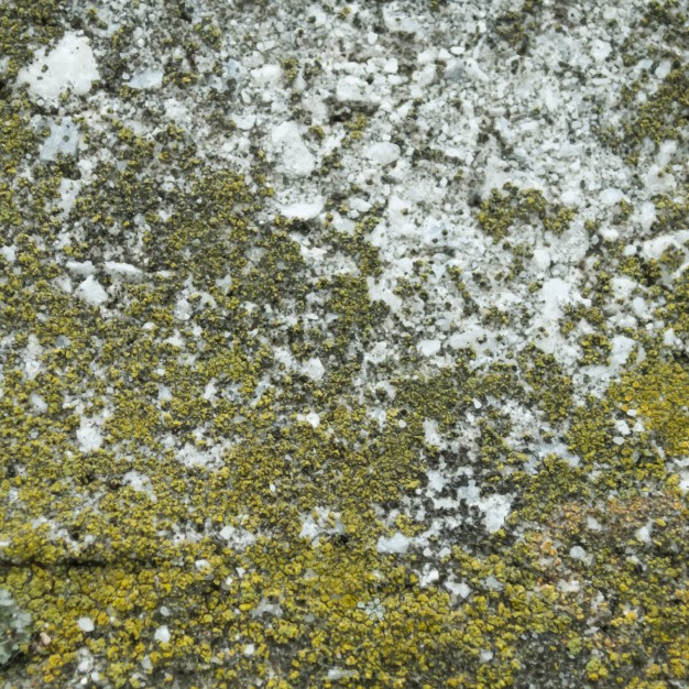626x626 Moss Texture Vector Free Download