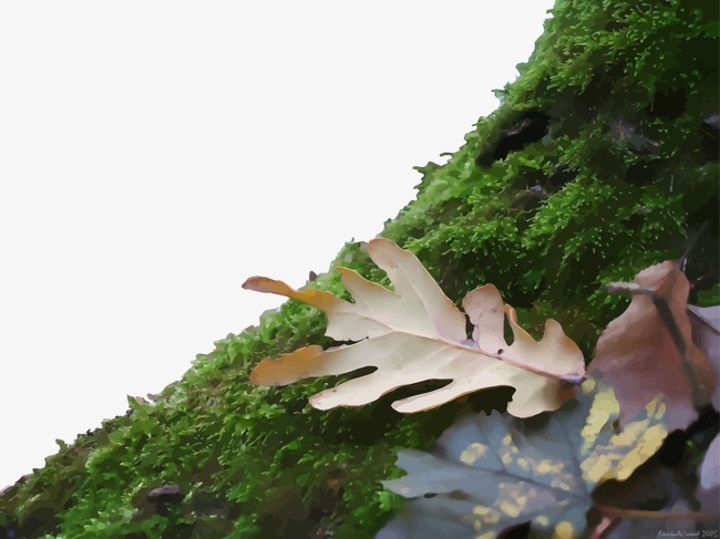 650x487 Vector Vegetation, Vegetation, Moss, Defoliation Png And Vector