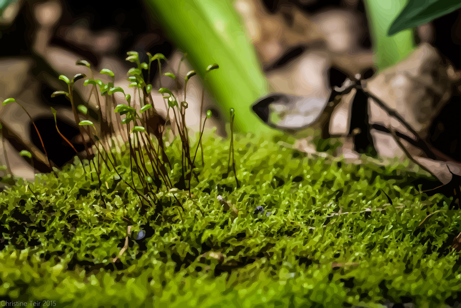 1600x1068 Moss Vector Weasyl