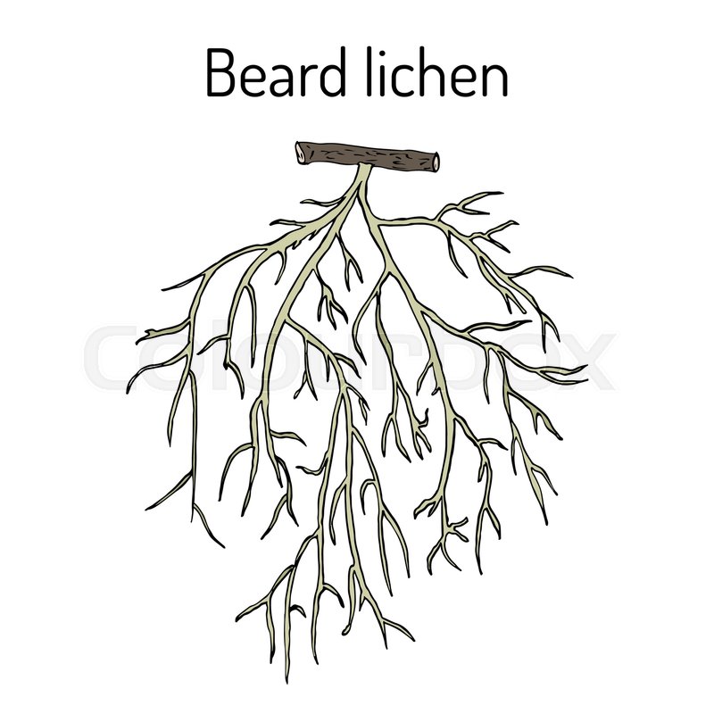 800x800 Beard Lichen Usnea Barbata , Or Tree Moss. Hand Drawn Botanical