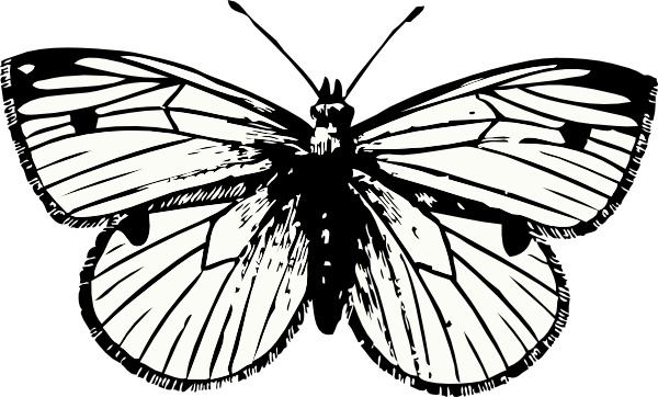 600x362 Free Moth Vectors Free Vector Download (18 Free Vector) For