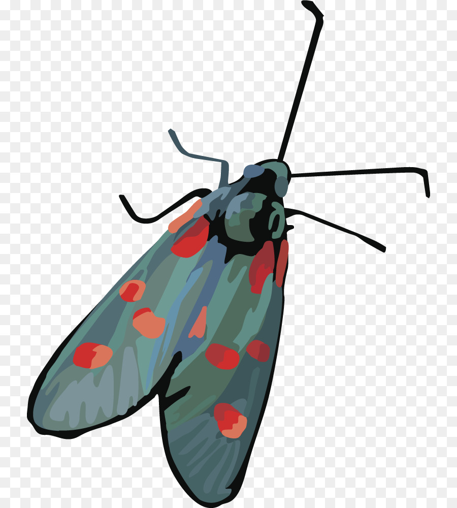 900x1000 Insect Butterfly Moth