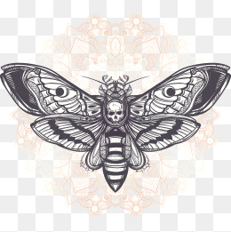 260x261 Moth Png Images Vectors And Psd Files Free Download On Pngtree