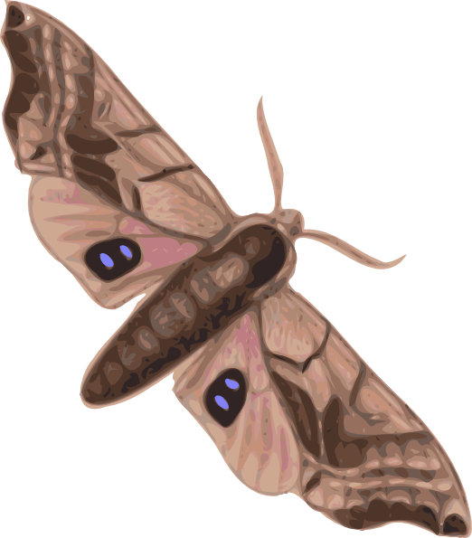 522x595 Moth Clip Art Free Vector 4vector