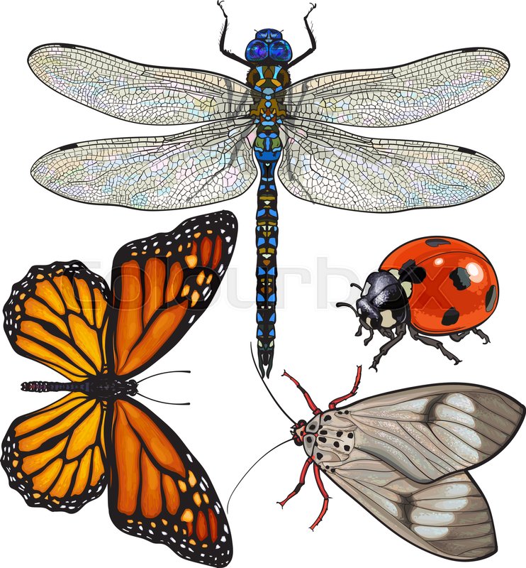 742x800 Set Of Insects Like Dragonfly, Butterfly, Ladybird And Moth