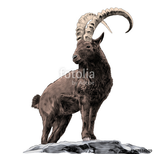500x500 Mountain Goat Standing On Rocks And Looking In The Direction Of